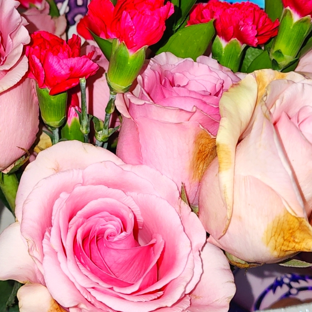 Meet your Posher, Lina